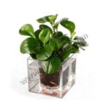 گلدان آکواریم بزرگ 7Green
