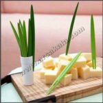 زیتون خوری طرح گیاه